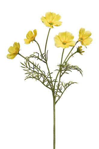 COSMOS SPRAY - YELLOW