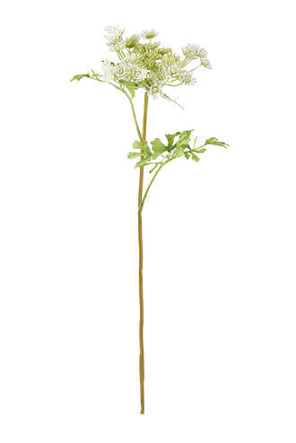 DILL AMMI SPRAY WHITE/GREEN