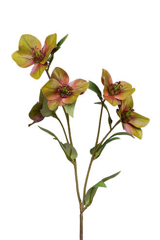 HELLEBORE SPRAY - GREEN