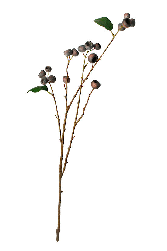 MEDLAR BRANCH - BROWN