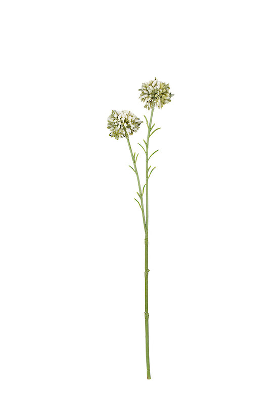 MINI ALLIUM - CREAM