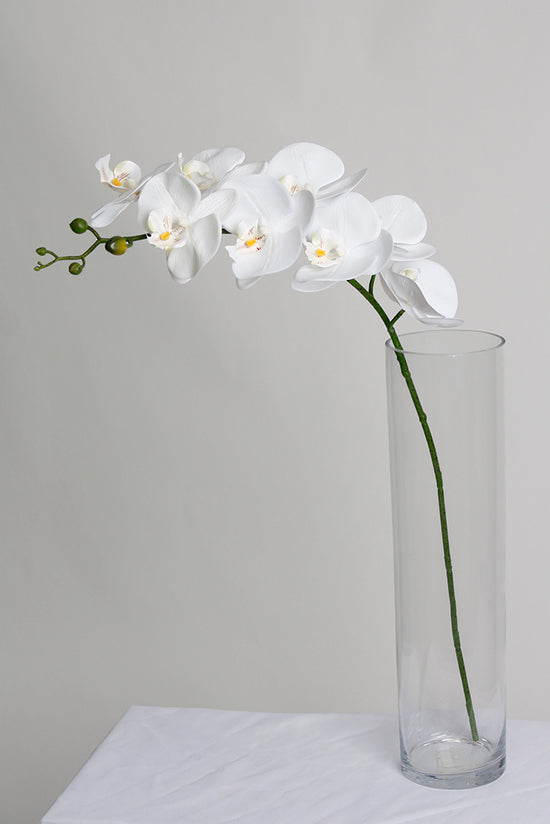 PHALAENOPSIS ORCHID - WHITE