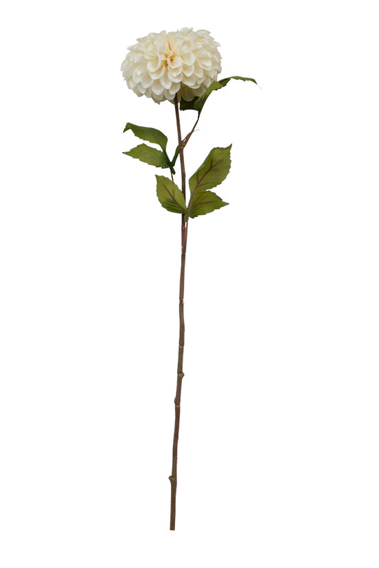 POM POM DAHLIA - CREAM