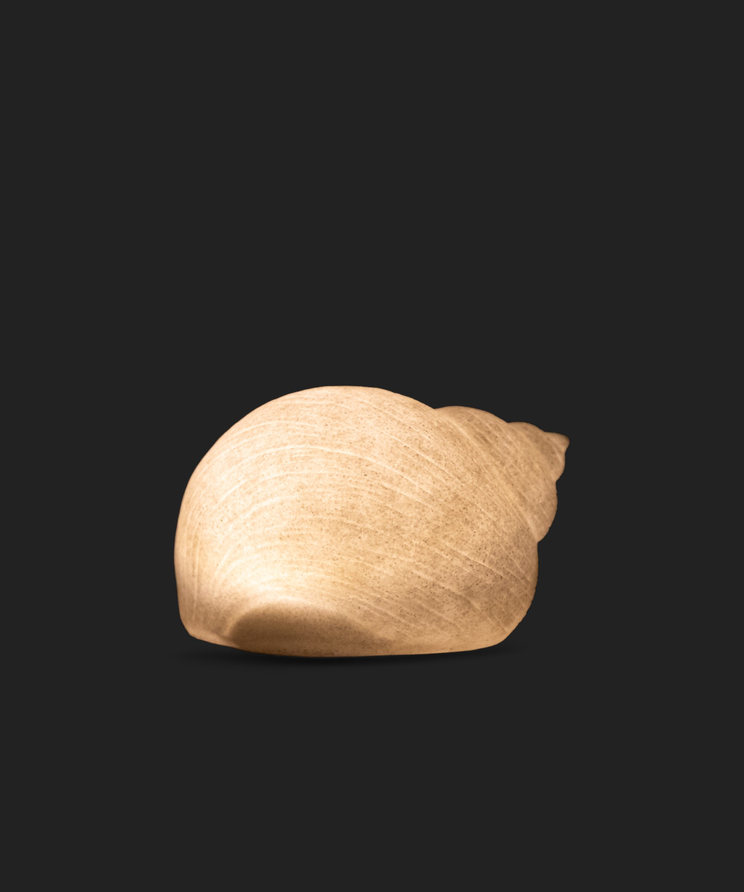 SNAIL SHELL DECORATIVE LIGHT