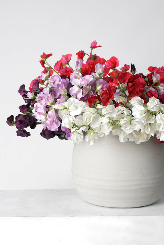 SWEET PEA - LAVENDER