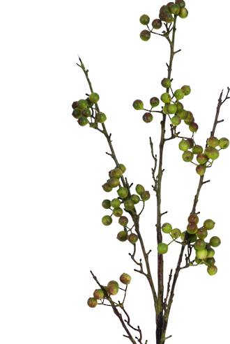 TALL BERRY BRANCH - GREEN