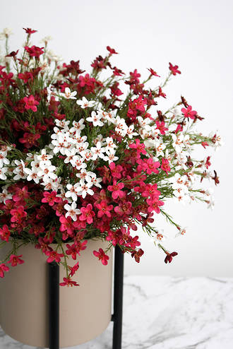 WAX FLOWER BUSH - CREAM