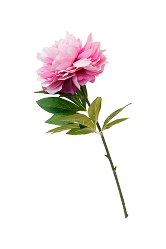 ALICE PEONY - PINK