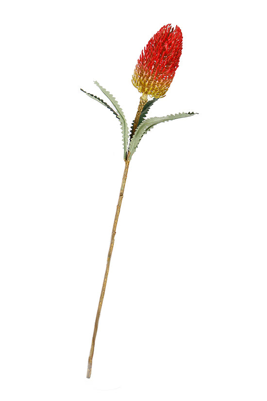 BANKSIA SPRAY - RED
