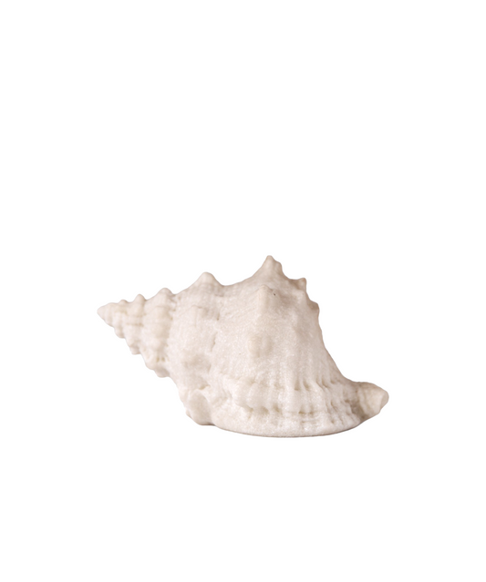 CONCH DECORATIVE SHELL LIGHT