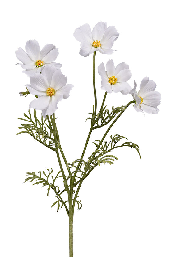 COSMOS SPRAY - CREAM