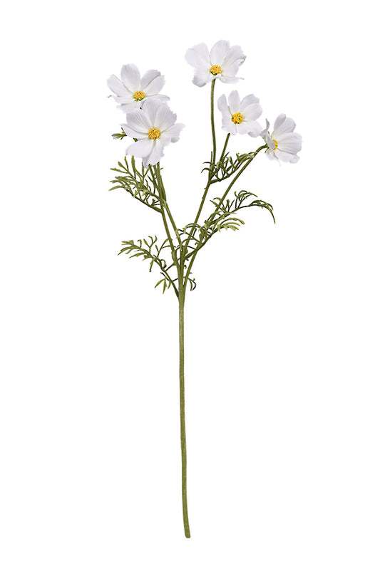 COSMOS SPRAY - CREAM
