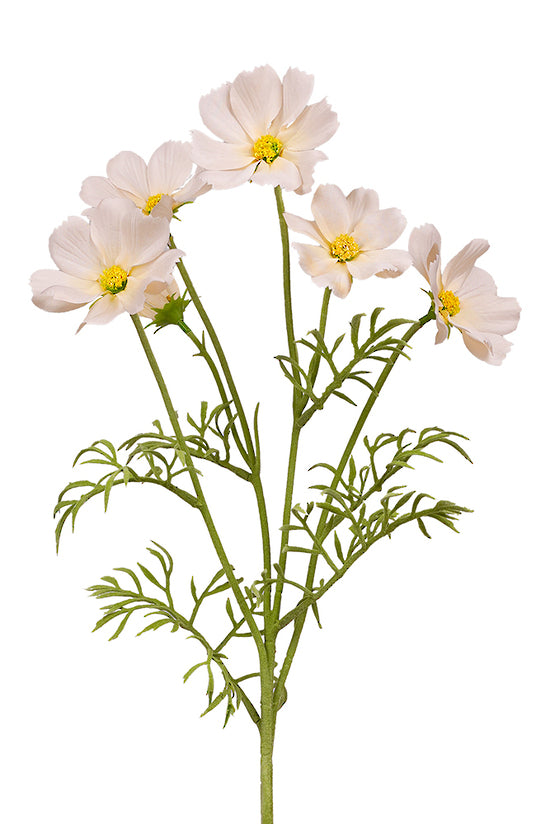 COSMOS SPRAY - LIGHT PEACH