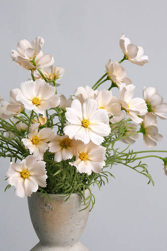 COSMOS SPRAY - LIGHT PEACH