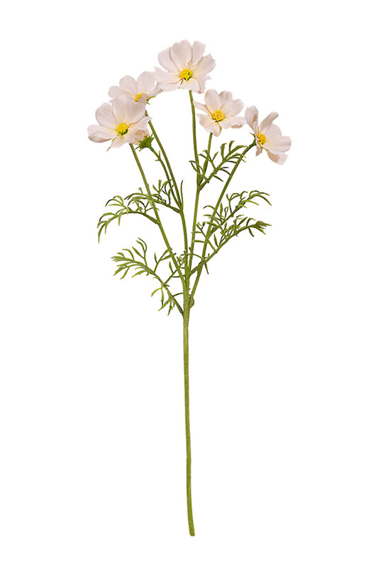 COSMOS SPRAY - LIGHT PEACH