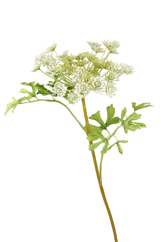DILL AMMI SPRAY WHITE/GREEN