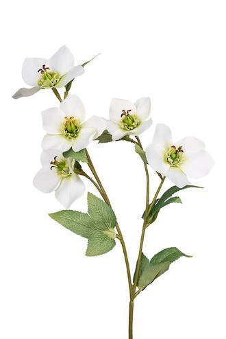 HELLEBORE SPRAY - CREAM