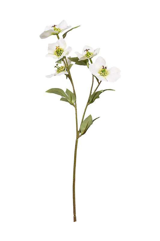 HELLEBORE SPRAY - CREAM