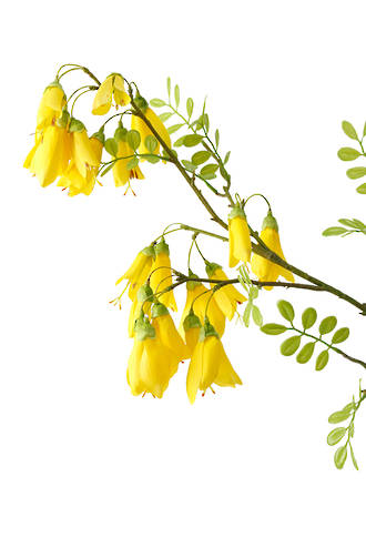 KOWHAI SPRAY