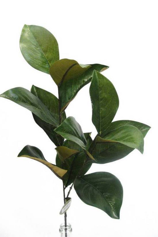 MAGNOLIA LEAF SPRAY
