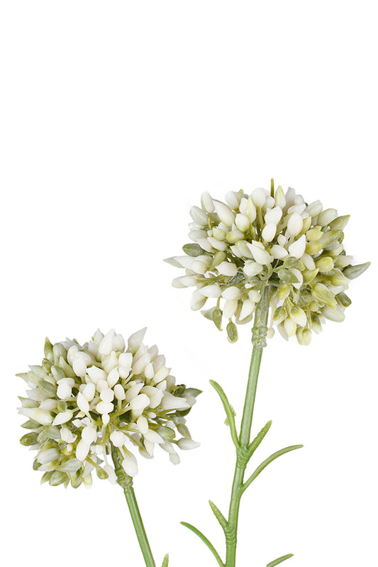 MINI ALLIUM - CREAM