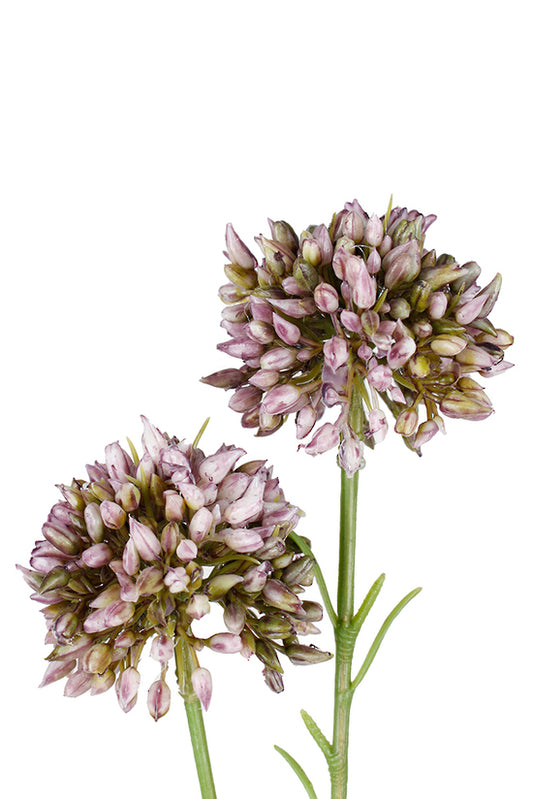 MINI ALLIUM - LAVENDER