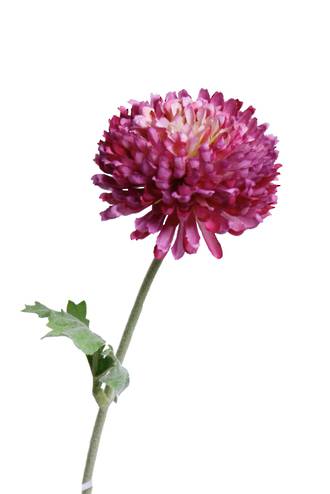 MUM SPRAY - BEAUTY