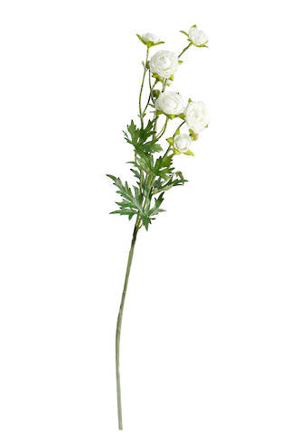 PETITE RANUNCULOUS SPRAY - WHITE