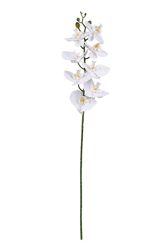 PHALAENOPSIS ORCHID - WHITE