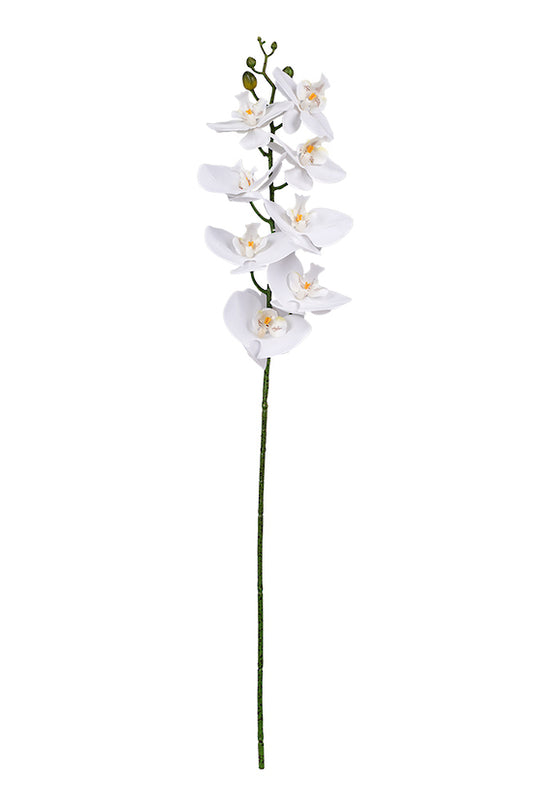 PHALAENOPSIS ORCHID - WHITE