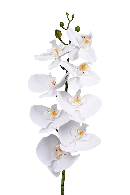 PHALAENOPSIS ORCHID - WHITE