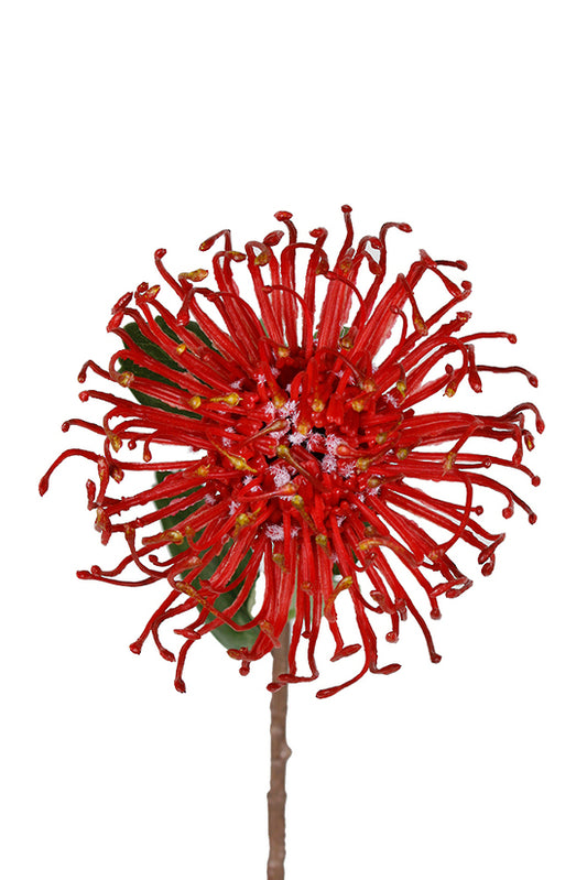 PINCUSHION PROTEA SPRAY