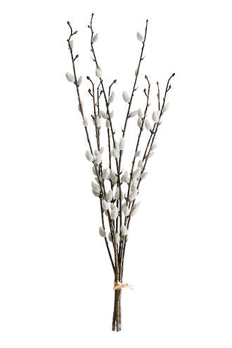 PUSSY WILLOW BUNCH