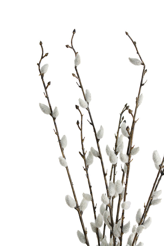 PUSSY WILLOW BUNCH