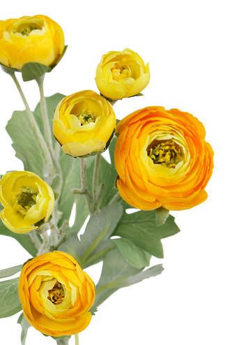 RANUNCULUS SPRAY - LIGHT YELLOW