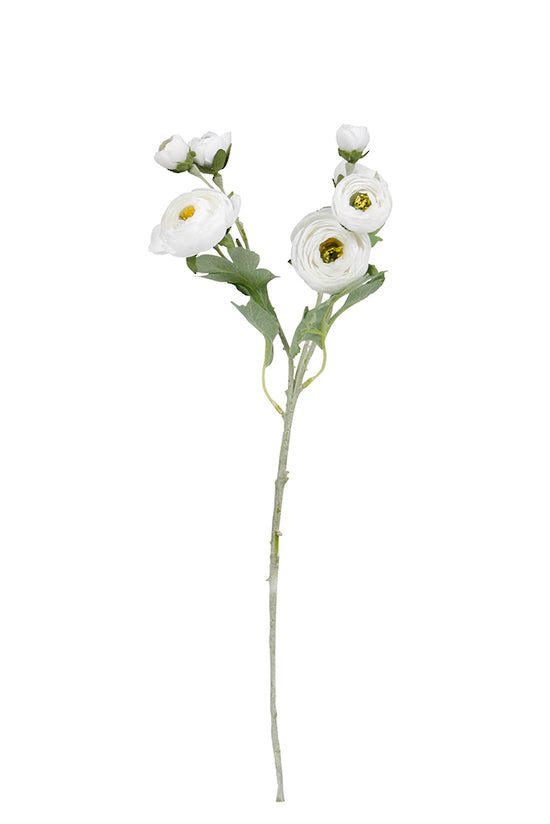 RANUNCULUS SPRAY - WHITE