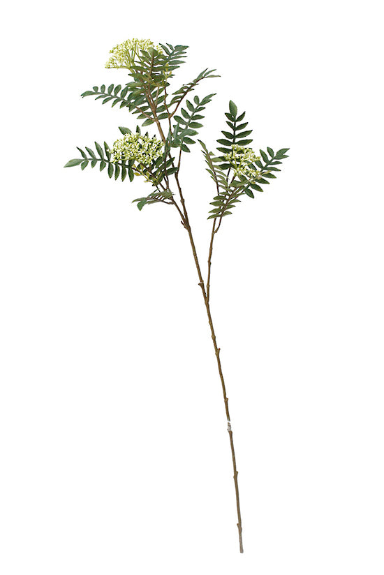 ROWAN BRANCH