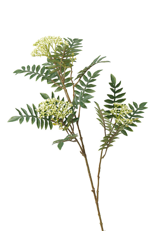 ROWAN BRANCH