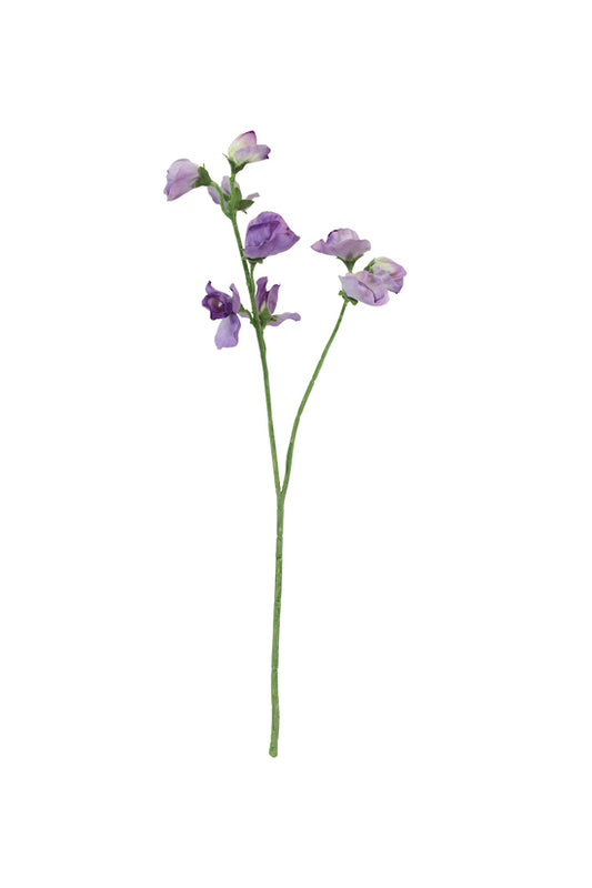 SWEET PEA - LAVENDER