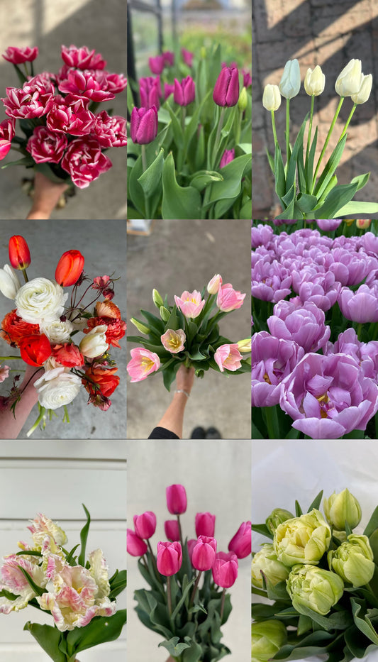 PLANTER & LUCKY DIP TULIP BULB SET
