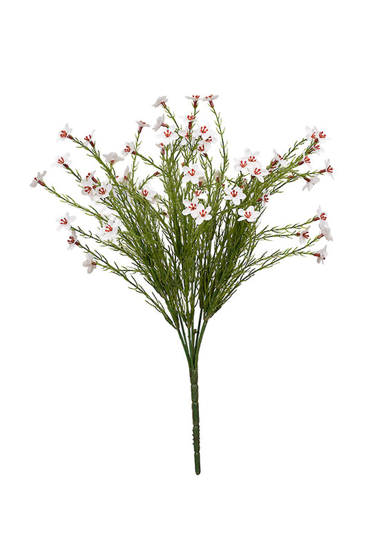 WAX FLOWER BUSH - CREAM