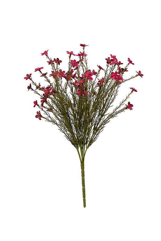 WAX FLOWER BUSH - MAGENTA